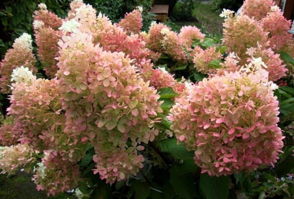 Гортензия метельчатая Фантом (Hydrangea paniculata Phantom) — изображение 3