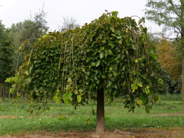 Шелковица белая Пендула (Morus Alba Pendula)