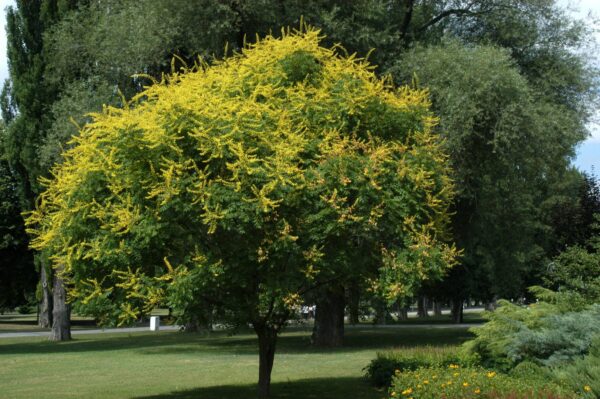Кёльрейтерия метельчатая (Koelreuteria paniculata)
