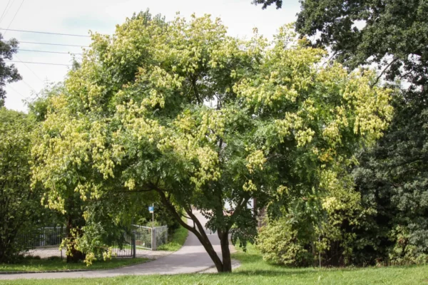 Кёльрейтерия метельчатая (Koelreuteria paniculata) — изображение 2