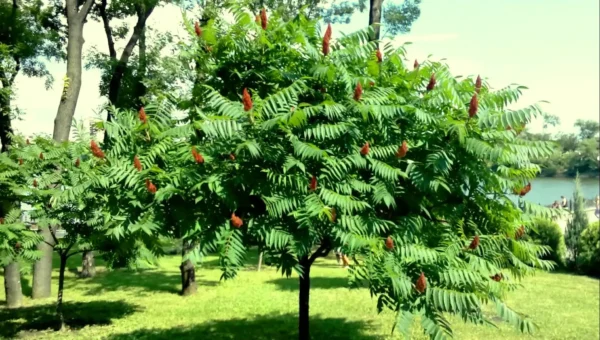 Сумах голый (Rhus glabra)