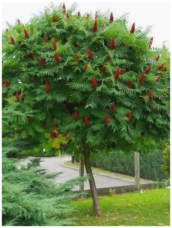 Сумах голый (Rhus glabra) — изображение 2