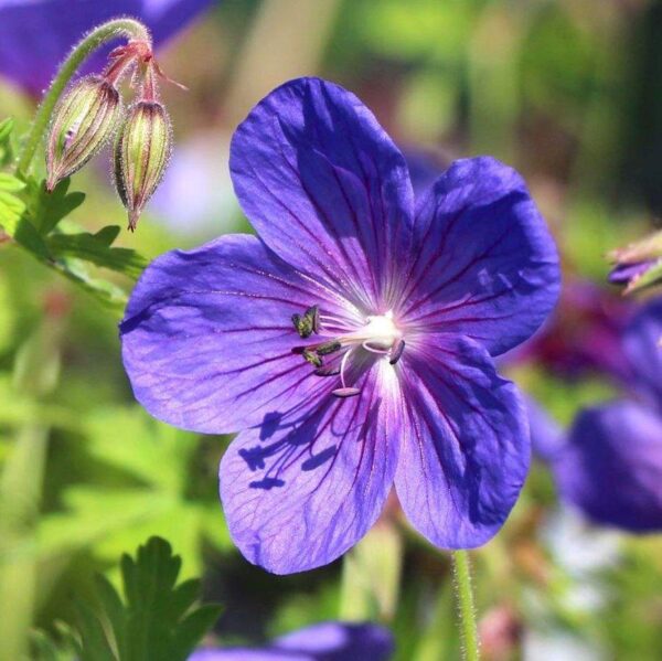 Герань гималайская Гравити (Geranium himalayense Gravetye)