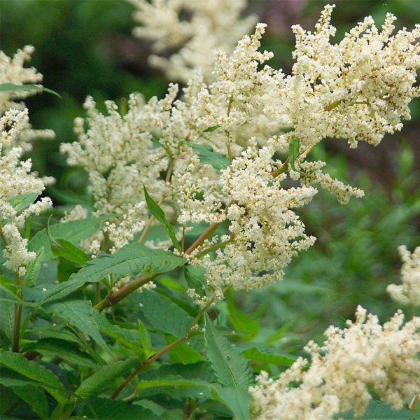 Горец изменчивый (Persicaria polymorpha)