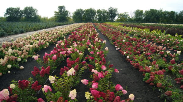 Гортензия метельчатая Фрайз Мельба (Hydrangea paniculata Fraise Melba) — изображение 2