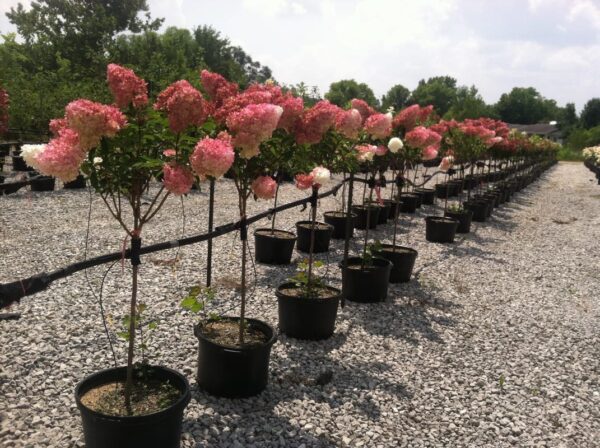 Гортензия метельчатая Фрайз Мельба (Hydrangea paniculata Fraise Melba) — изображение 3