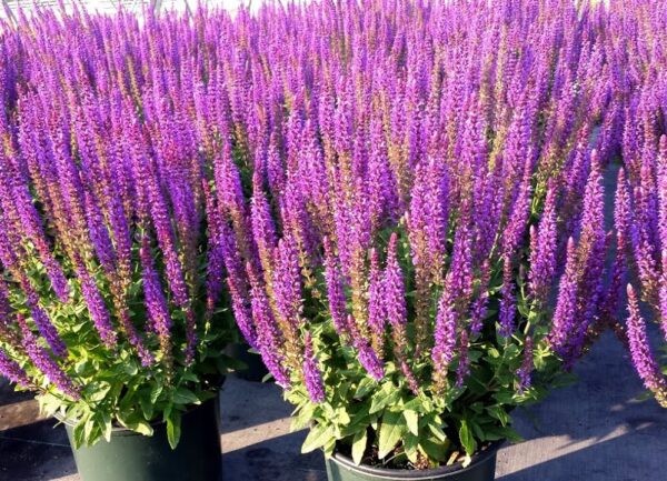 Шалфей Вест Фрисланд (Salvia nemorosa West Friesland)