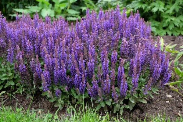 Шалфей Салваторе Блю (Salvia nemorosa Salvatore Blue) — изображение 2