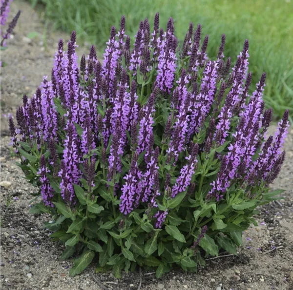 Шалфей Виолетконигин (Salvia nemorosa Violetkonigin)