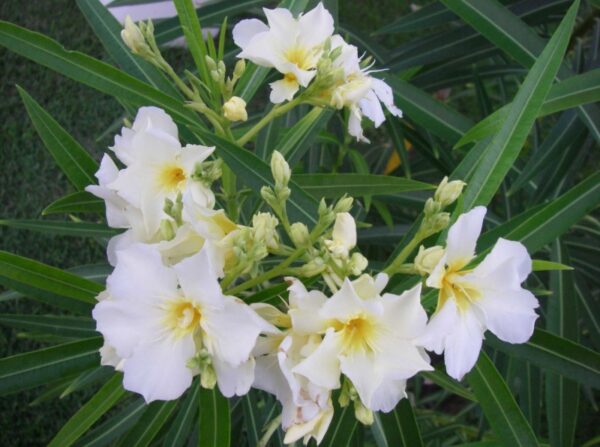 Олеандр обыкновенный Mont Blanc (Nerium oleander Mont Blanc)