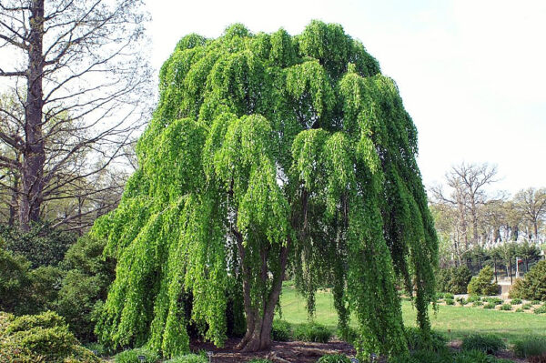 Багрянник японский Пендулум (Cercidiphyllum japonicum Pendulum)