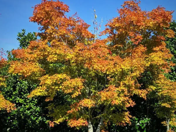Клён дланевидный Сангокаку (Acer palmatum Sangokaku)