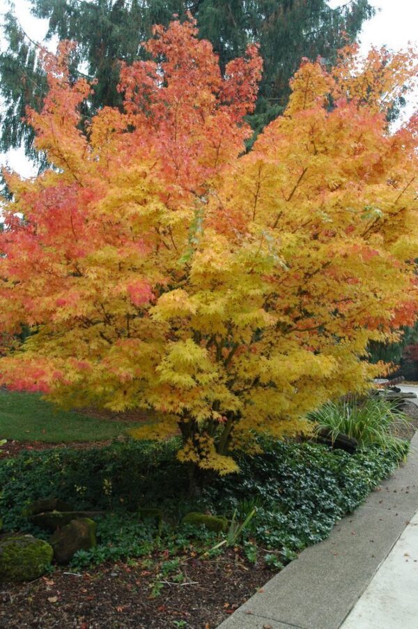 Клён дланевидный Сангокаку (Acer palmatum Sangokaku) — изображение 2