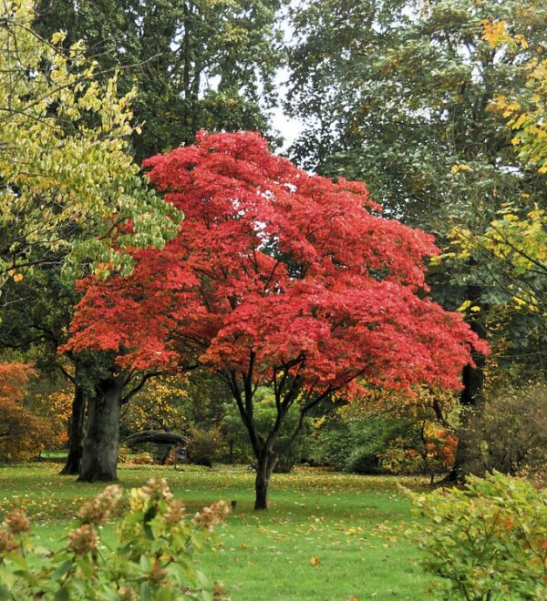 Клён дланевидный Осакацуки (Acer palmatum Osakazuki)