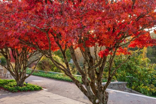 Клён дланевидный Осакацуки (Acer palmatum Osakazuki) — изображение 2