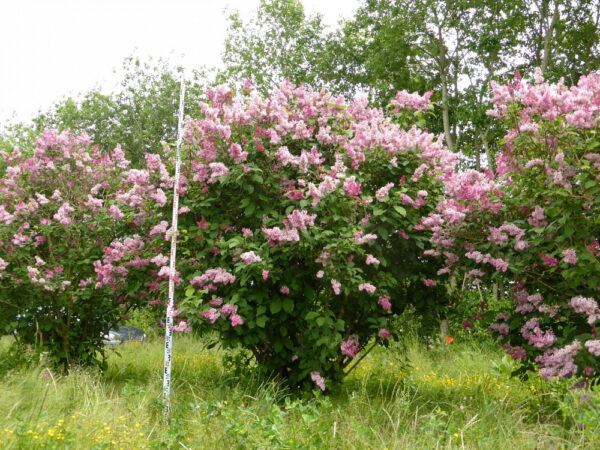 Сирень венгерская (Syringa josikaea)