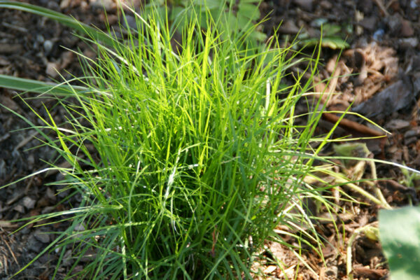 Осока Литл Мидж (Carex Little Midget)