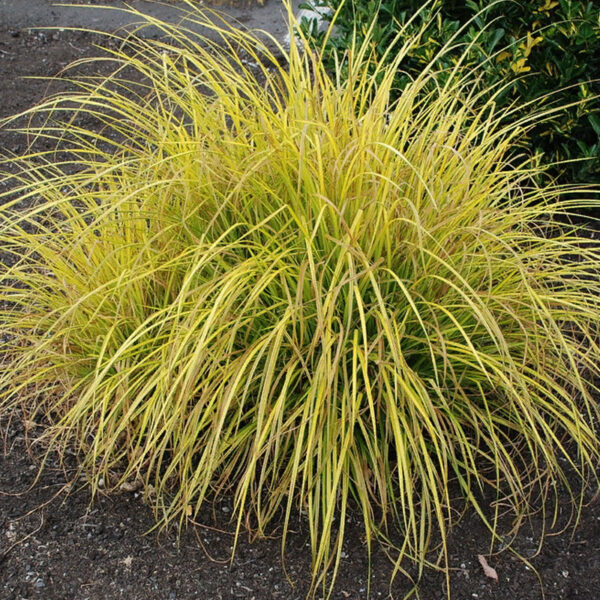 Осока пальмолистная Ауреа (Carex muskingumensis Aurea)