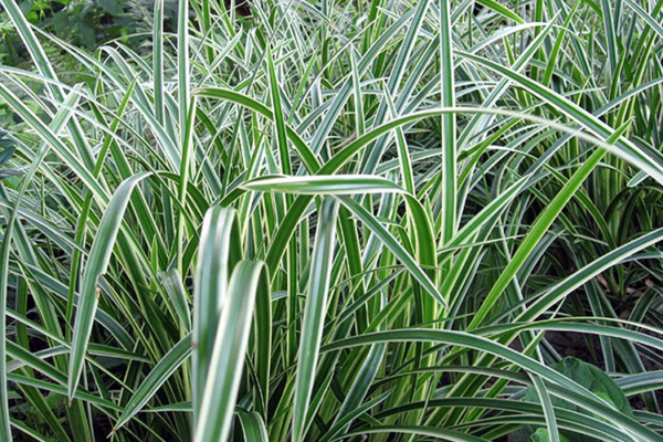 Осока Морроу Вариегата (Carex morrowii Variegata)