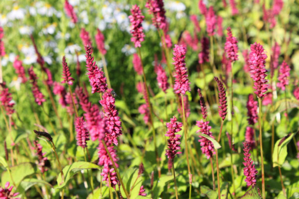Горец Лисан (Persicaria amplexicaulis Lisan)