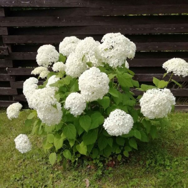 Гортензия древовидная Баунти (Hydrangea arborescens Bounty)