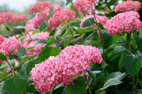 Гортензия древовидная Эко Пинк Пафф (Hydrangea paniculata Eco Pink Puff)