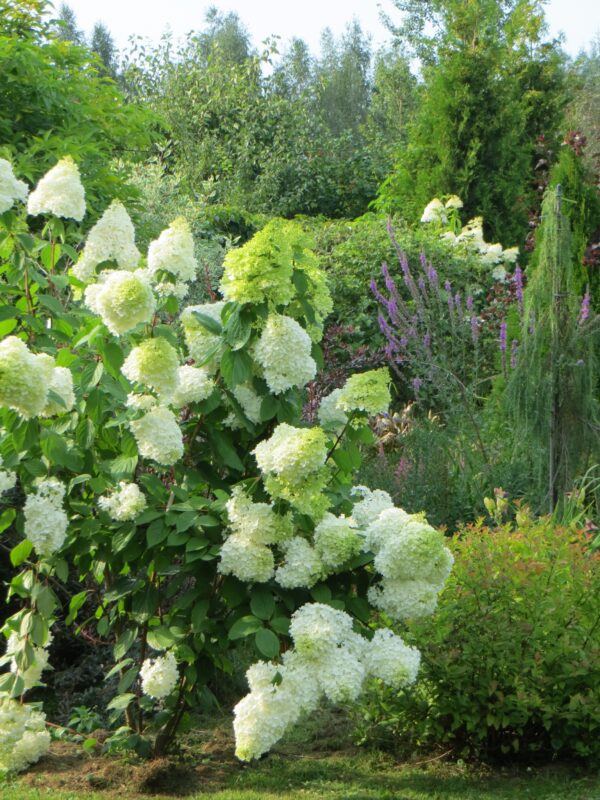 Гортензия метельчатая Меджикал Мунлайт (Hydrangea paniculata Magical Moonlight)