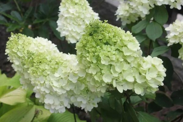 Гортензия метельчатая Меджикал Мунлайт (Hydrangea paniculata Magical Moonlight) — изображение 2