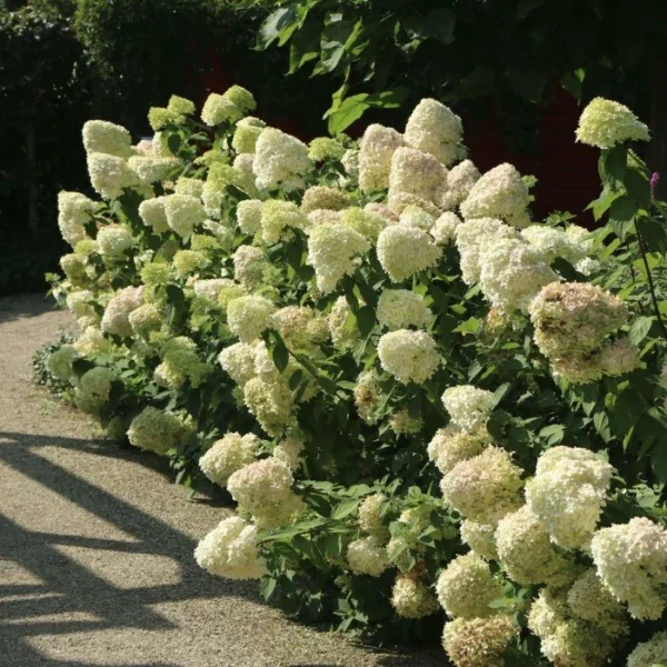 Гортензия метельчатая Геркулес (Hydrangea paniculata Hercules) — изображение 2