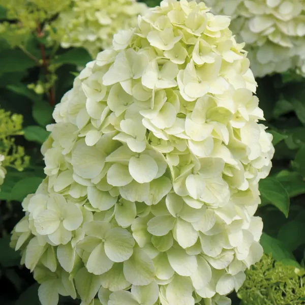 Гортензия метельчатая Геркулес (Hydrangea paniculata Hercules)