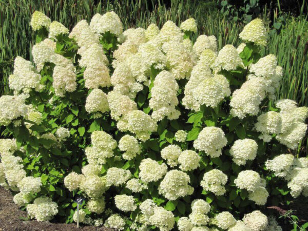 Гортензия метельчатая Лаймлайт (Hydrangea paniculata Limelight)