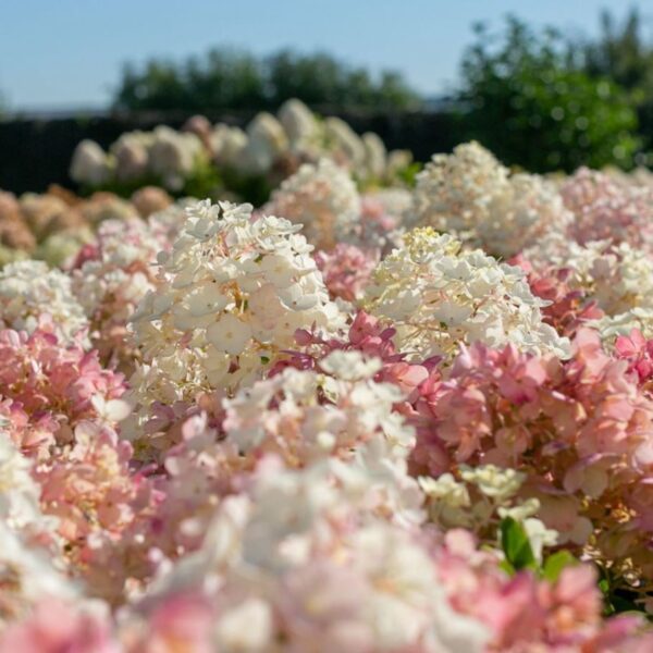 Гортензия метельчатая Литл Блоссом (Hydrangea paniculata Little Blossom)
