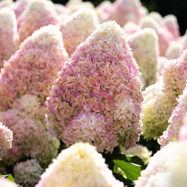 Гортензия метельчатая Саммер Лав (Hydrangea paniculata Summer Love)