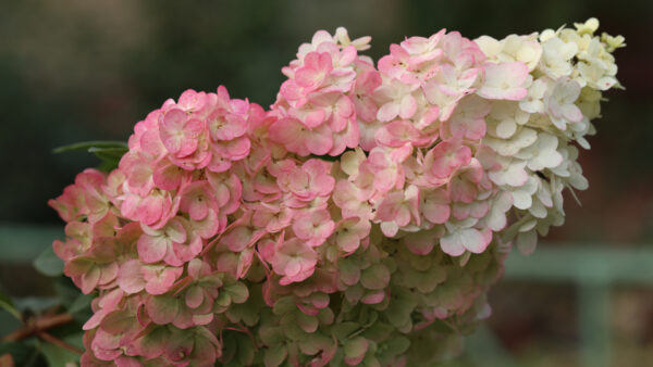 Гортензия метельчатая Сандей Фрайз (Hydrangea paniculata Sundae Fraise)