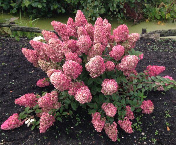 Гортензия метельчатая Сандей Фрайз (Hydrangea paniculata Sundae Fraise) — изображение 2