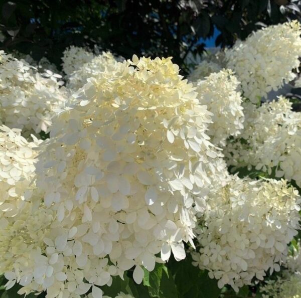 Гортензия метельчатая Селекшн (Hydrangea paniculata Selection)