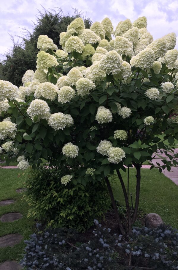 Гортензия метельчатая Селекшн (Hydrangea paniculata Selection) — изображение 2