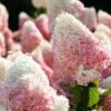 Гортензия метельчатая Строберри Блоссом (Hydrangea paniculata Strawberry Blossom)