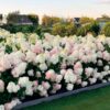 Гортензия метельчатая Строберри Блоссом (Hydrangea paniculata Strawberry Blossom) — изображение 2