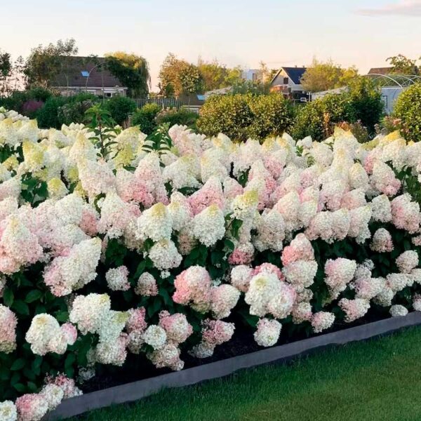 Гортензия метельчатая Строберри Блоссом (Hydrangea paniculata Strawberry Blossom) — изображение 2