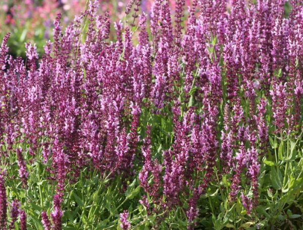 Шалфей Розовая Королева (Salvia Rose Queen)