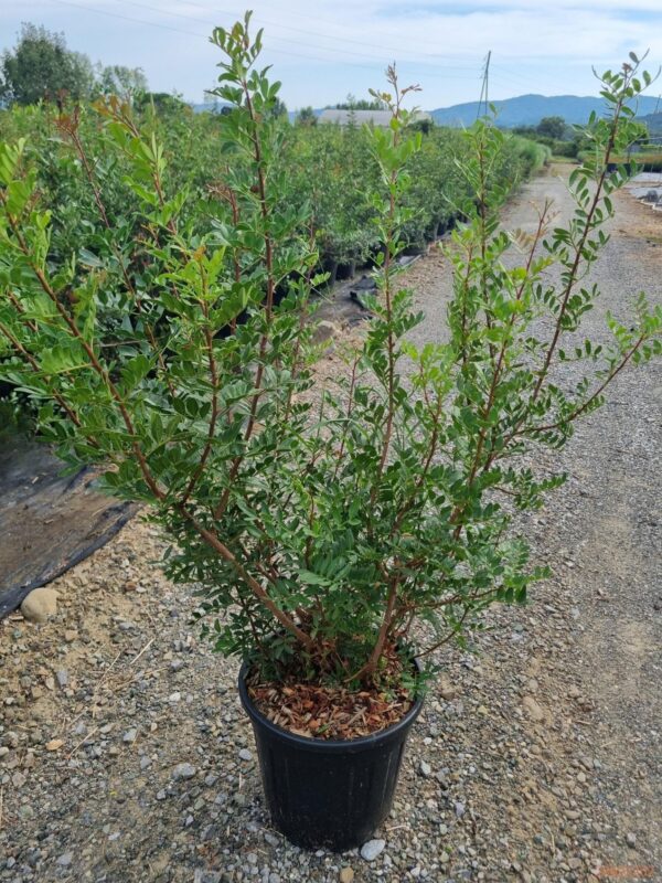 Фисташка мастичная (Pistacia lentiscus)
