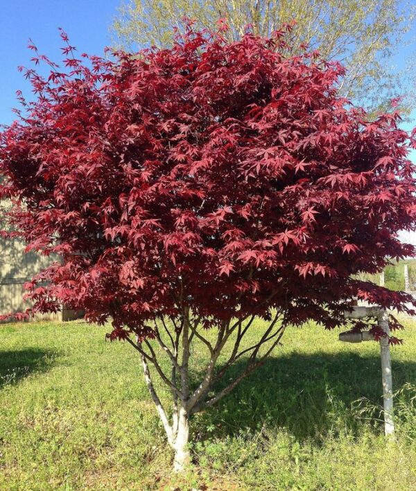 Клён дланевидный Бладгуд (Acer palmatum Bloodgood)
