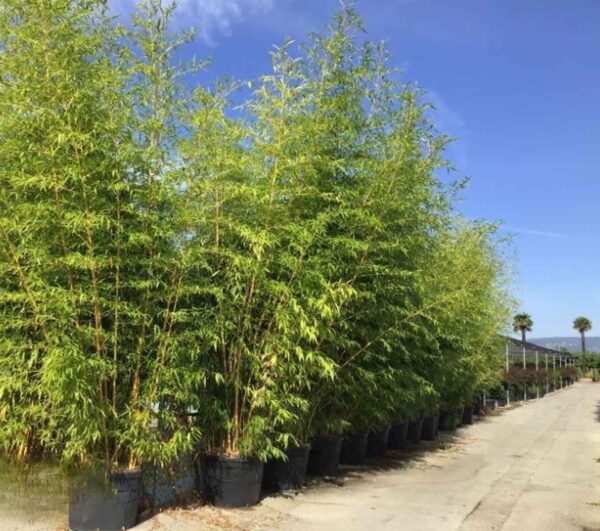 Бамбук гигантский Ауреокаулис (Phyllostachys pubescens Аurеосаulis)