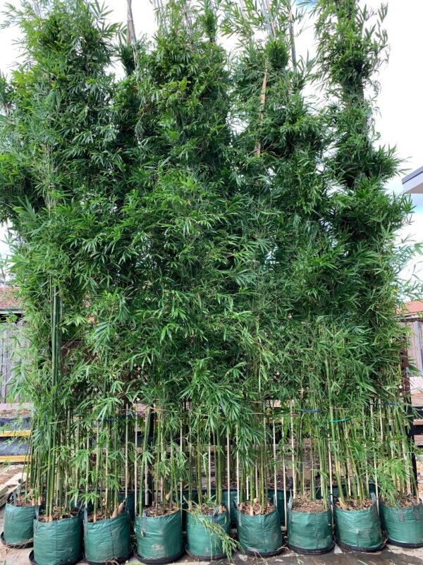 Бамбук гигантский Гринфлэш (Phyllostachys pubescens Greenflash)