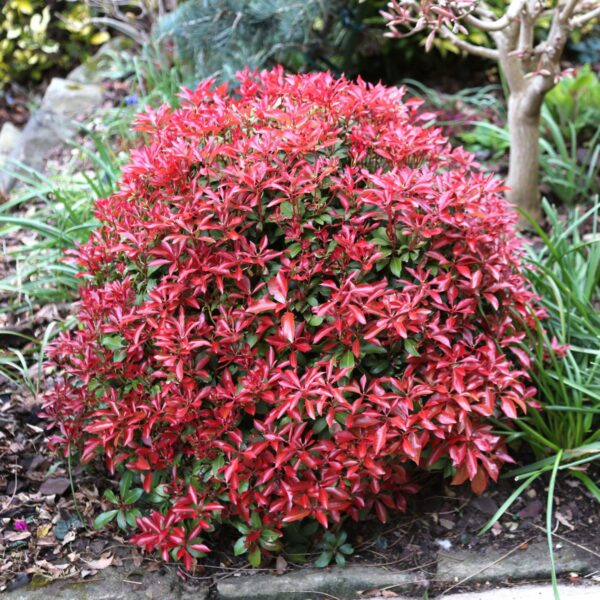 Пиерис японский Маунтин Фаер (Pieris japonica Mountain Fire)