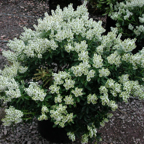 Пиерис японский Дебютант (Pieris japonica Debutante)
