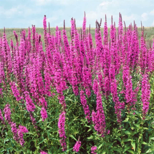 Дербенник иволистный Робин (Lythrum salicaria Robin)