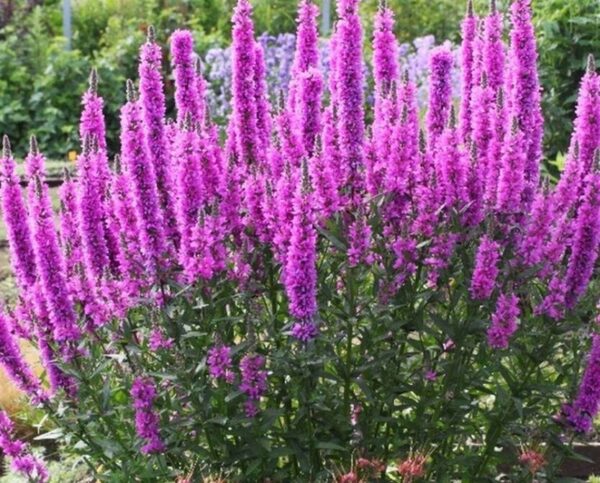 Дербенник Леди Сэквилл (Lythrum salicaria Lady Sackville)