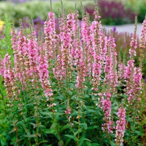Дербенник Пинк Дварф (Lythrum Pink Dwarf)